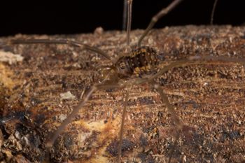 Media type: image; Invertebrate Zoology 133381   Description: live specimen;